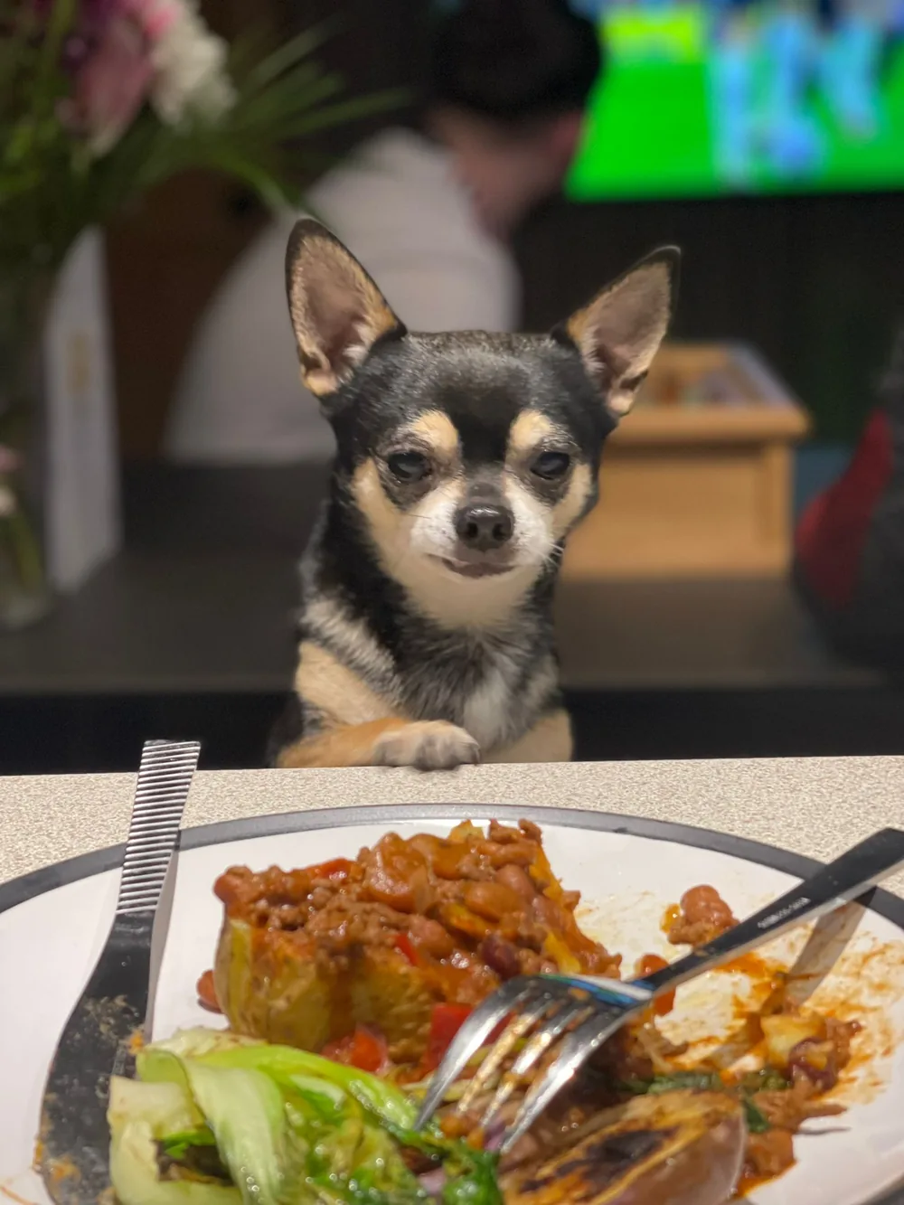 A chihuahua eyeing a plate of dinner at Revive Cafe, a dog-friendly cafe in Norwich