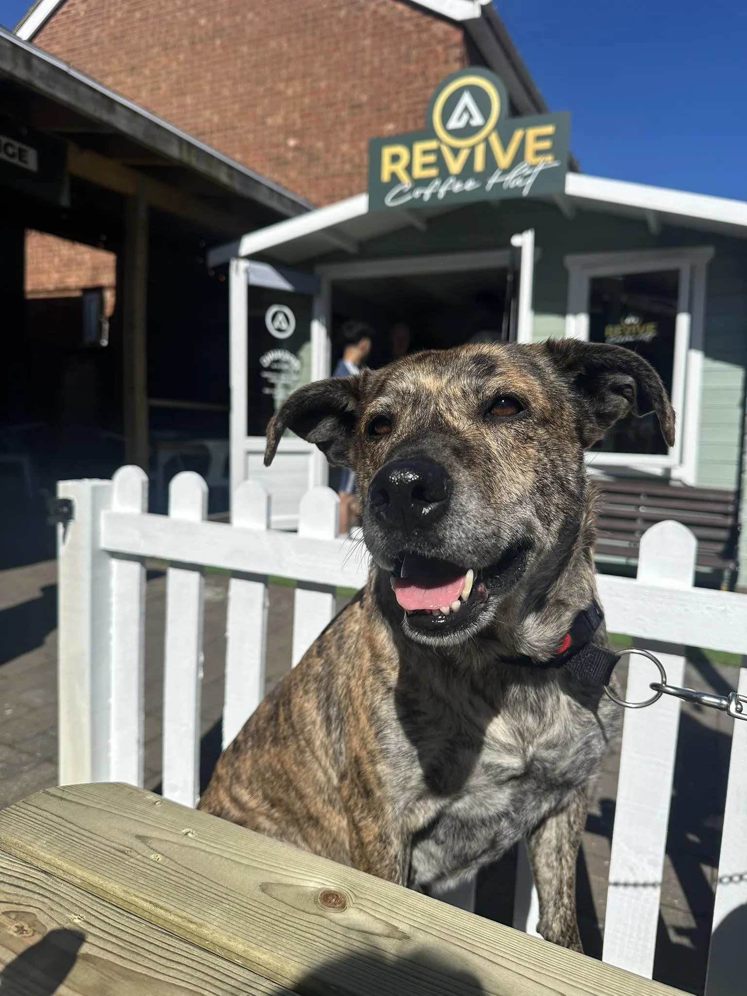 A happy dog at Revive Cafe, a dog-friendly cafe on Nelson Street in Norwich